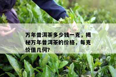 万年普洱茶多少钱一克，揭秘万年普洱茶的价格，每克价值几何？