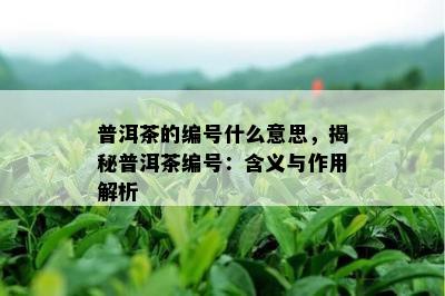 普洱茶的编号什么意思，揭秘普洱茶编号：含义与作用解析