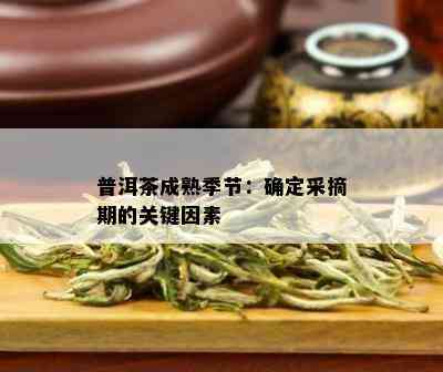 普洱茶成熟季节：确定采摘期的关键因素