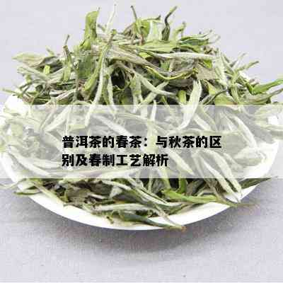 普洱茶的春茶：与秋茶的区别及春制工艺解析