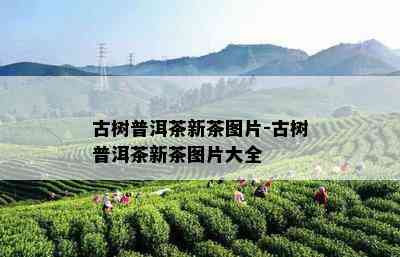 古树普洱茶新茶图片-古树普洱茶新茶图片大全