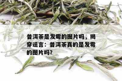 普洱茶是发霉的图片吗，揭穿谣言：普洱茶真的是发霉的图片吗？