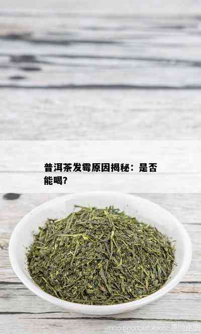 普洱茶发霉原因揭秘：是否能喝？