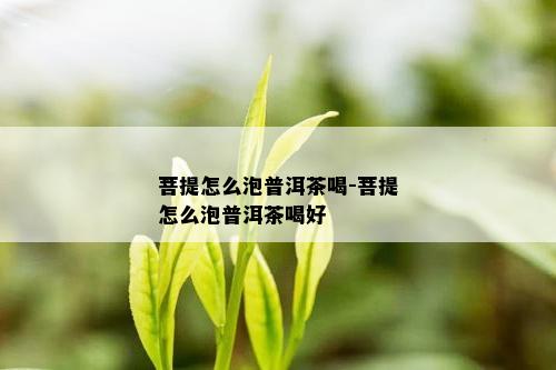 菩提怎么泡普洱茶喝-菩提怎么泡普洱茶喝好