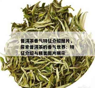 普洱茶香气特征介绍图片，探索普洱茶的香气世界：特征介绍与精美图片展示