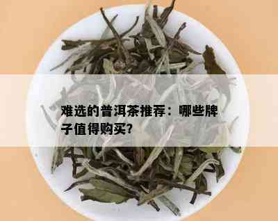 难选的普洱茶推荐：哪些牌子值得购买？