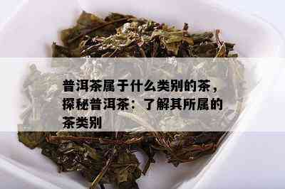 普洱茶属于什么类别的茶，探秘普洱茶：了解其所属的茶类别