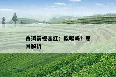 普洱茶梗变红：能喝吗？原因解析