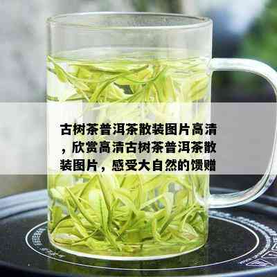 古树茶普洱茶散装图片高清，欣赏高清古树茶普洱茶散装图片，感受大自然的馈赠