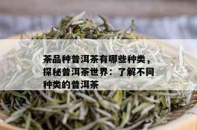 茶品种普洱茶有哪些种类，探秘普洱茶世界：了解不同种类的普洱茶