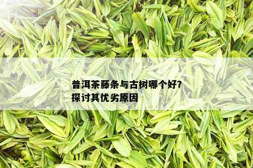 普洱茶藤条与古树哪个好？探讨其优劣原因