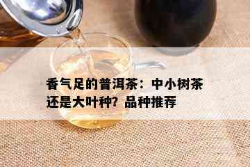 香气足的普洱茶：中小树茶还是大叶种？品种推荐