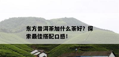 东方普洱茶加什么茶好？探索更佳搭配口感！