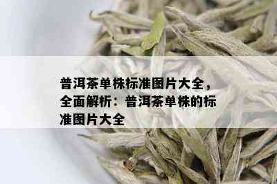 普洱茶单株标准图片大全，全面解析：普洱茶单株的标准图片大全