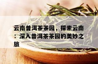 云南普洱茶茶园，探索云南：深入普洱茶茶园的美妙之旅