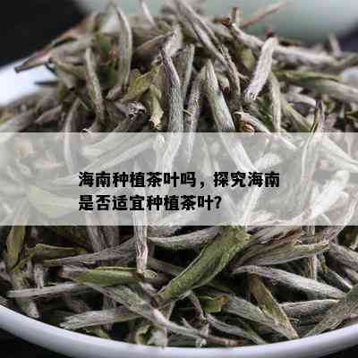 海南种植茶叶吗，探究海南是否适宜种植茶叶？