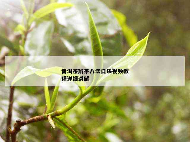 普洱茶辨茶八法口诀视频教程详细讲解