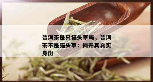 普洱茶是只猫头草吗，普洱茶不是猫头草：揭开其真实身份