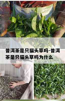 普洱茶是只猫头草吗-普洱茶是只猫头草吗为什么