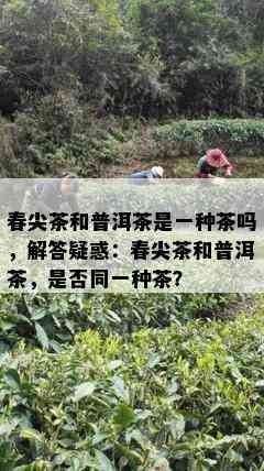 春尖茶和普洱茶是一种茶吗，解答疑惑：春尖茶和普洱茶，是否同一种茶？