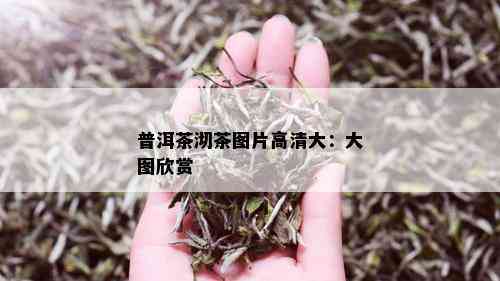 普洱茶沏茶图片高清大：大图欣赏