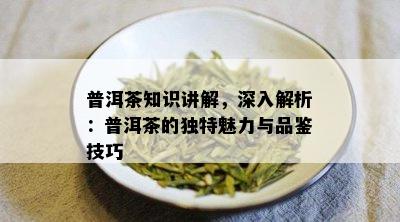 普洱茶知识讲解，深入解析：普洱茶的独特魅力与品鉴技巧