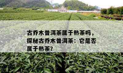 古乔木普洱茶属于熟茶吗，探秘古乔木普洱茶：它是否属于熟茶？