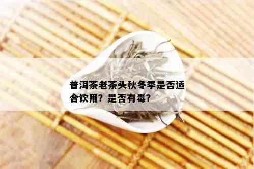 普洱茶老茶头秋冬季是否适合饮用？是否有？