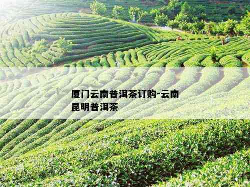 厦门云南普洱茶订购-云南昆明普洱茶