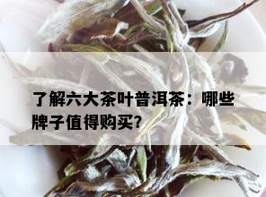 了解六大茶叶普洱茶：哪些牌子值得购买？