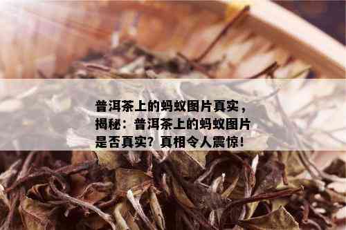 普洱茶上的蚂蚁图片真实，揭秘：普洱茶上的蚂蚁图片是否真实？真相令人震惊！