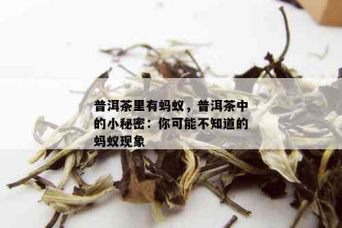 普洱茶里有蚂蚁，普洱茶中的小秘密：你可能不知道的蚂蚁现象