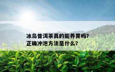 冰岛普洱茶真的能养胃吗？正确冲泡方法是什么？