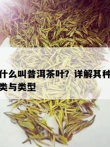 什么叫普洱茶叶？详解其种类与类型