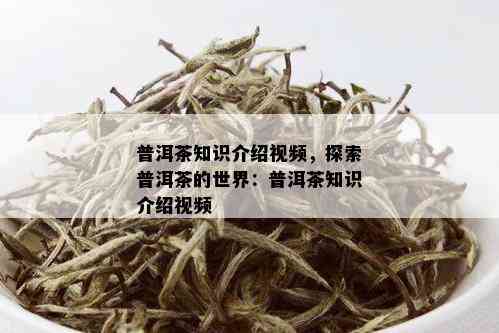 普洱茶知识介绍视频，探索普洱茶的世界：普洱茶知识介绍视频