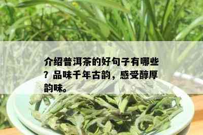 介绍普洱茶的好句子有哪些？品味千年古韵，感受醇厚韵味。