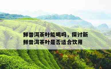 鲜普洱茶叶能喝吗，探讨新鲜普洱茶叶是否适合饮用