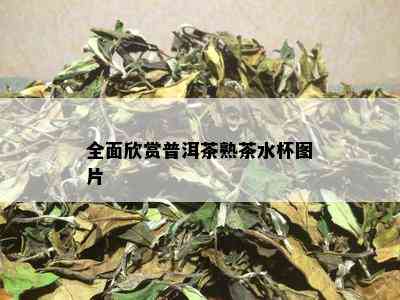 全面欣赏普洱茶熟茶水杯图片