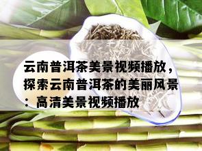 云南普洱茶美景视频播放，探索云南普洱茶的美丽风景：高清美景视频播放