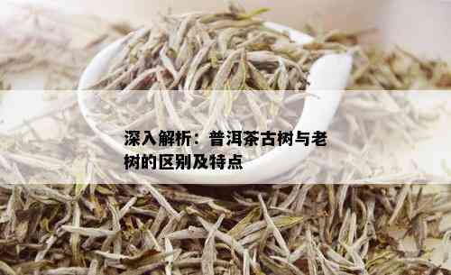 深入解析：普洱茶古树与老树的区别及特点