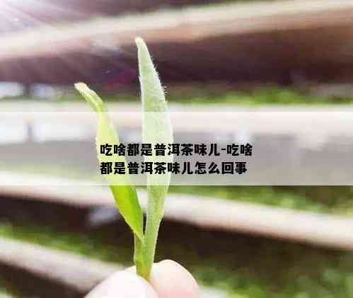 吃啥都是普洱茶味儿-吃啥都是普洱茶味儿怎么回事