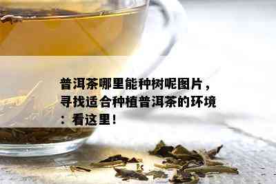 普洱茶哪里能种树呢图片，寻找适合种植普洱茶的环境：看这里！