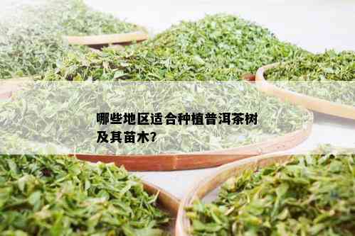 哪些地区适合种植普洱茶树及其苗木？