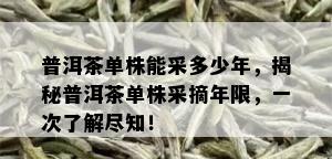 普洱茶单株能采多少年，揭秘普洱茶单株采摘年限，一次了解尽知！