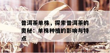 普洱茶单株，探索普洱茶的奥秘：单株种植的影响与特点