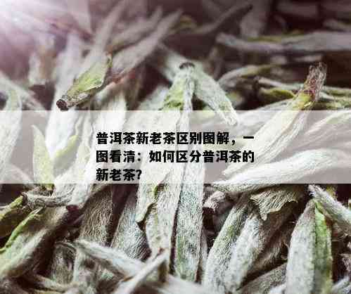 普洱茶新老茶区别图解，一图看清：如何区分普洱茶的新老茶？