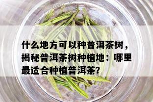 什么地方可以种普洱茶树，揭秘普洱茶树种植地：哪里最适合种植普洱茶？