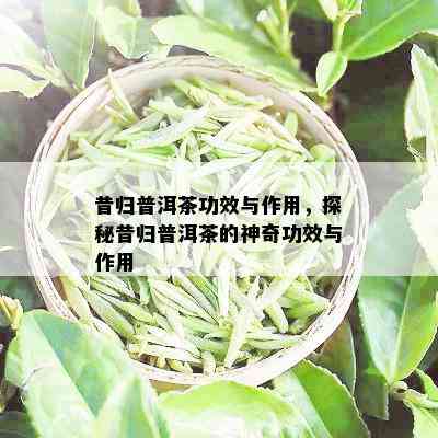 昔归普洱茶功效与作用，探秘昔归普洱茶的神奇功效与作用