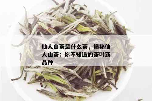 仙人山茶是什么茶，揭秘仙人山茶：你不知道的茶叶新品种