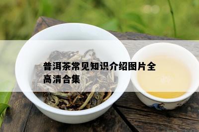 普洱茶常见知识介绍图片全高清合集